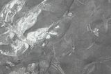 Wide Fossil Seed Fern Plate - Pennsylvania #76923-3